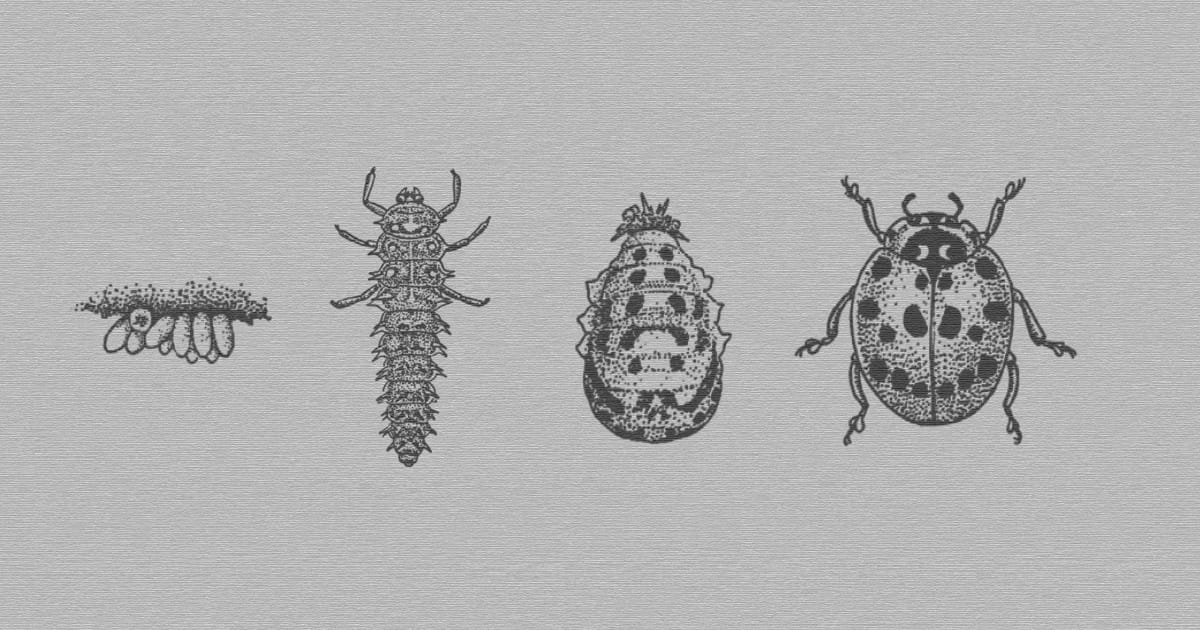 Methamorphasis The Metamorphosis (1915) | Barebones